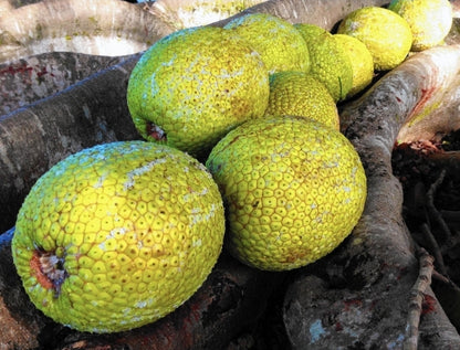 Breadfruit