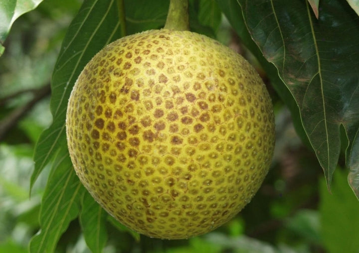 Breadfruit