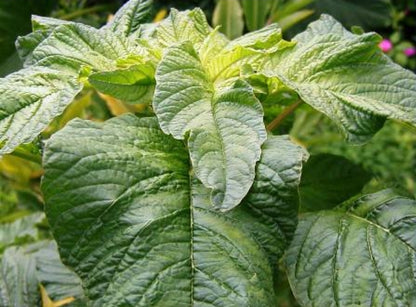 Callaloo