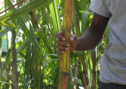 Sugar cane