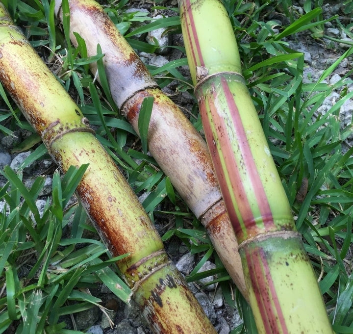 Sugar cane