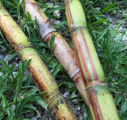 Sugar cane