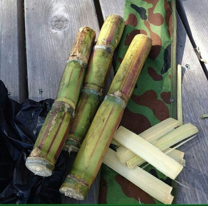 Sugar cane