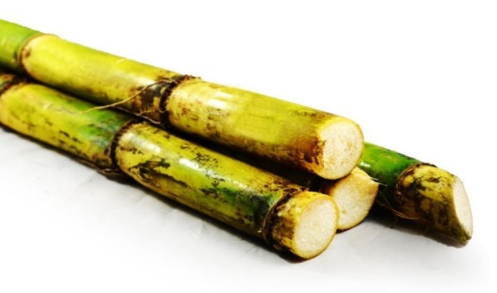 Sugar cane