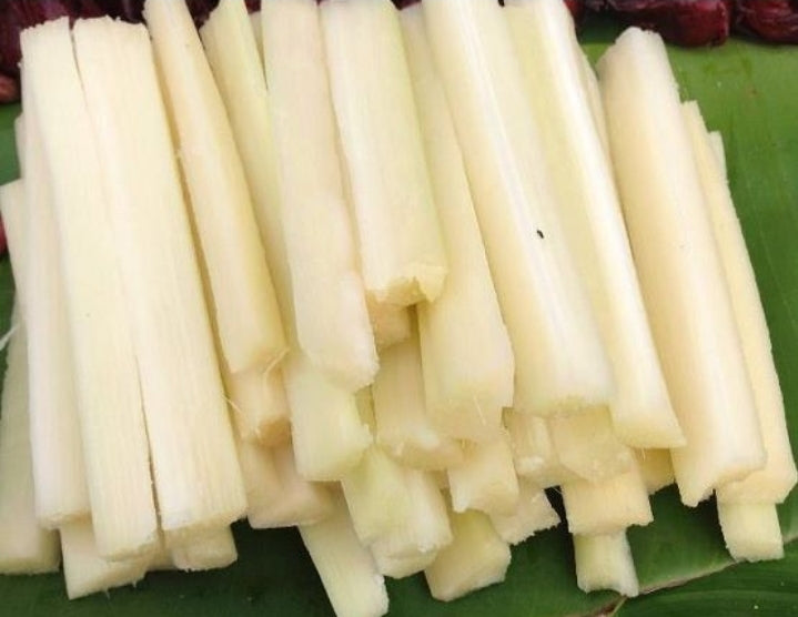 Sugar cane