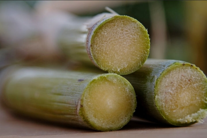 Sugar cane