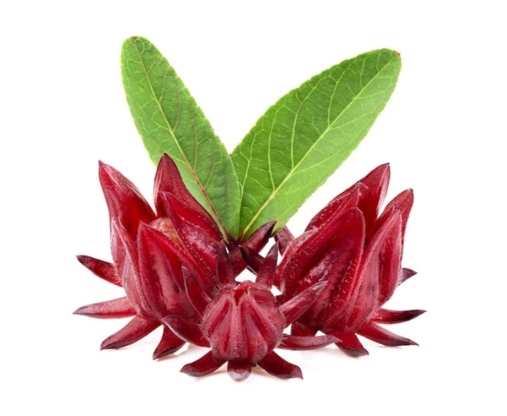 Sorrel