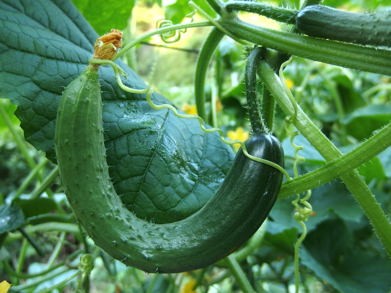 Cucumbers