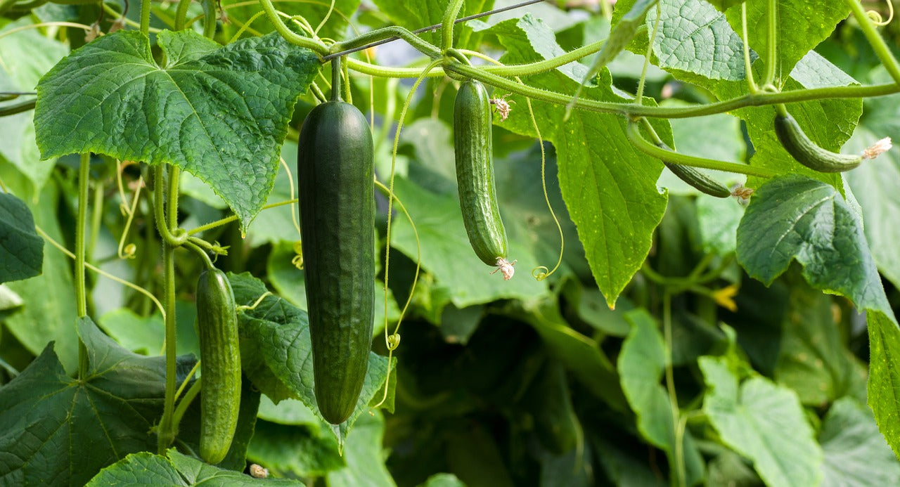 Cucumbers