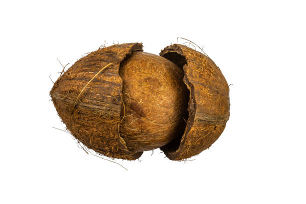 Dry Coconut