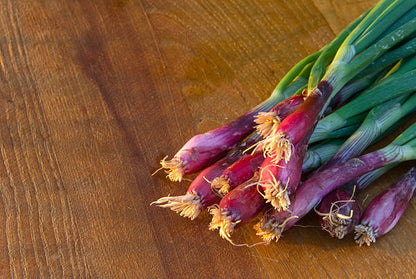 Scallion & Thyme (White Root)