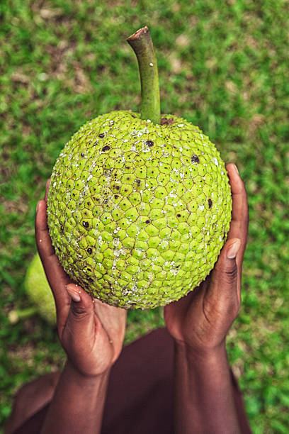 Breadfruit