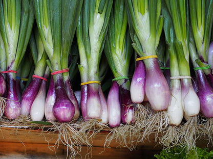 Scallion & Thyme (White Root)