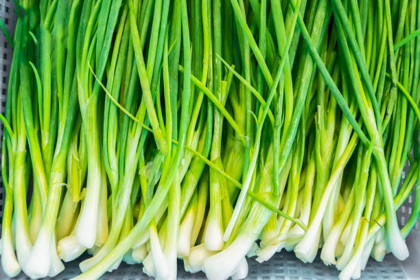 Scallion & Thyme (White Root)