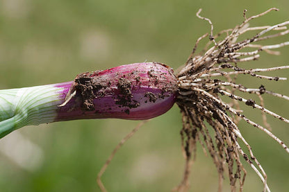 Scallion & Thyme (White Root)