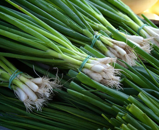 Scallion & Thyme (White Root)