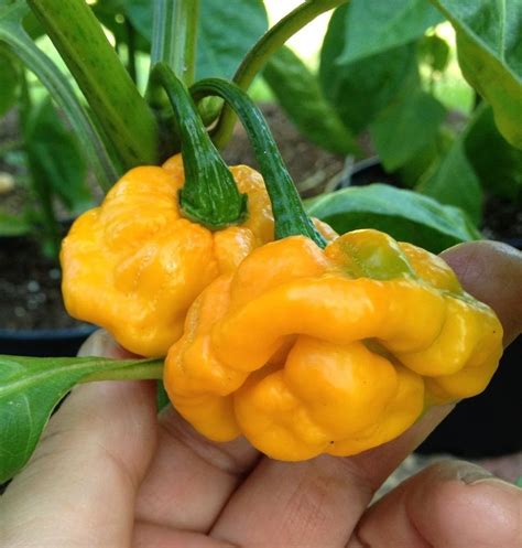 Hot Pepper