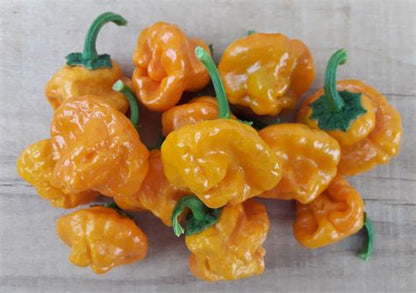 Hot Pepper