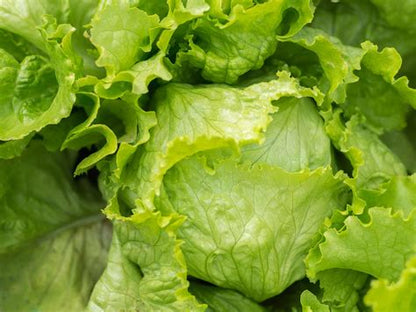 Lettuce