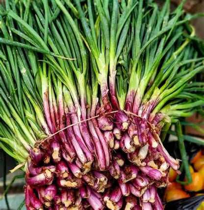 Scallion & Thyme (White Root)